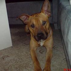 Amerikansk staffordshire terrier Tajs