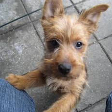 Australsk terrier Molly