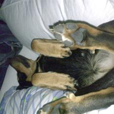 Blanding af racer Freja himmelhund