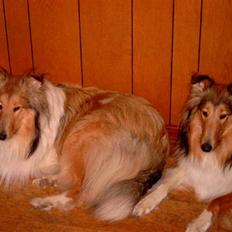 Collie langhåret Bibi