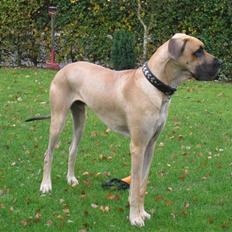 Grand danois Keyser Nero Von Shadow