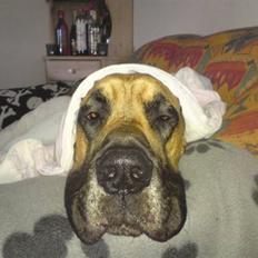 Grand danois Keyser Nero Von Shadow