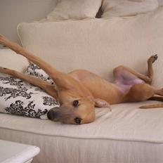 Whippet Naja aka. Pysse.