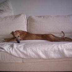 Whippet Naja aka. Pysse.