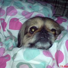 Pekingeser King - RIP 28/08/2014