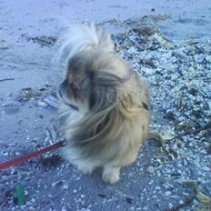 Pekingeser King - RIP 28/08/2014
