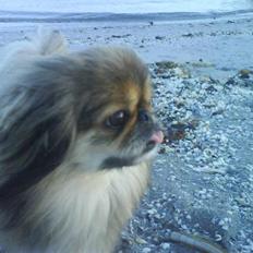Pekingeser King - RIP 28/08/2014