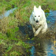 Hvid schæfer Dollar