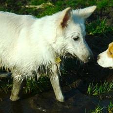 Hvid schæfer Dollar