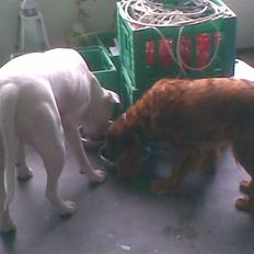 Cocker spaniel Tøsen (R.i.P)