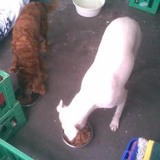 Cocker spaniel Tøsen (R.i.P)