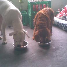 Cocker spaniel Tøsen (R.i.P)