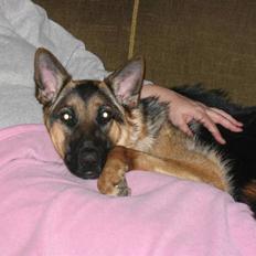 Schæferhund Freja <3