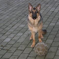 Schæferhund Freja <3