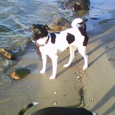 Dansk svensk gaardhund Mille