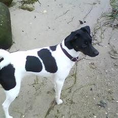 Dansk svensk gaardhund Mille