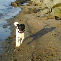 Dansk svensk gaardhund Mille