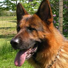 Schæferhund Hvolbæk Cako