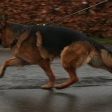 Schæferhund Hvolbæk Cako