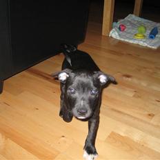 Staffordshire bull terrier rico