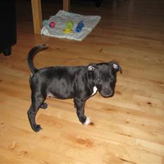 Staffordshire bull terrier rico