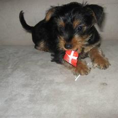 Blanding af racer Norah