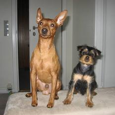 Blanding af racer Norah