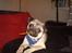 Mops Perle