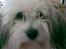 Coton de tulear cosmo(whitebear Fernando) - sådan ser Cosmo ud idag xD han er sweety ikk´<33