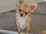 Chihuahua wejner