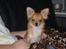 Chihuahua wejner