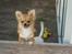 Chihuahua wejner