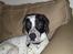 Blanding af racer Pablo **Ribe hund** RIP