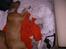 Blanding af racer Pablo **Ribe hund** RIP