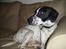 Blanding af racer Pablo **Ribe hund** RIP