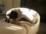 Blanding af racer Pablo **Ribe hund** RIP