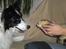 Border collie Bamse - Min mors - :o! hva er det ?!