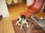 Border collie Bamse - Min mors - Lille dreng med et stoooort tyggeben :D så glad