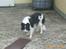 Border collie Bamse - Min mors - Koooooom nu !! kast den KAST DEEEN !