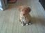 Nova scotia duck tolling retriever Indie