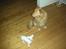 Nova scotia duck tolling retriever Indie