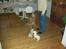 Nova scotia duck tolling retriever Indie