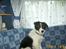 Border collie Bamse - Min mors - ;s er du nu sikker på jeg gern må sidde her ? :o