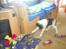 Border collie Bamse - Min mors - yiahhh ! ;p