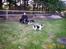 Border collie Bamse - Min mors - se nu også i trav ;p