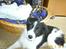 Border collie Bamse - Min mors - Ja sagde du noge ? :)