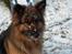 Schæferhund ##  XASCHA ## - JEG ELSKER SNE...