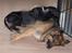Schæferhund ##  XASCHA ## - vi tager en slapper