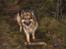 Schæferhund ##  XASCHA ## -  i skoven er alletiders....