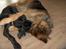 Schæferhund ##  XASCHA ## - en lille mysser....
